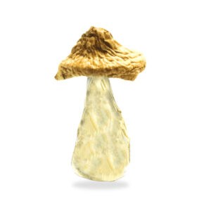 Dried Mushroom